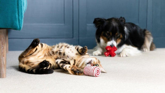 10 Fun Cat & Dog Activities