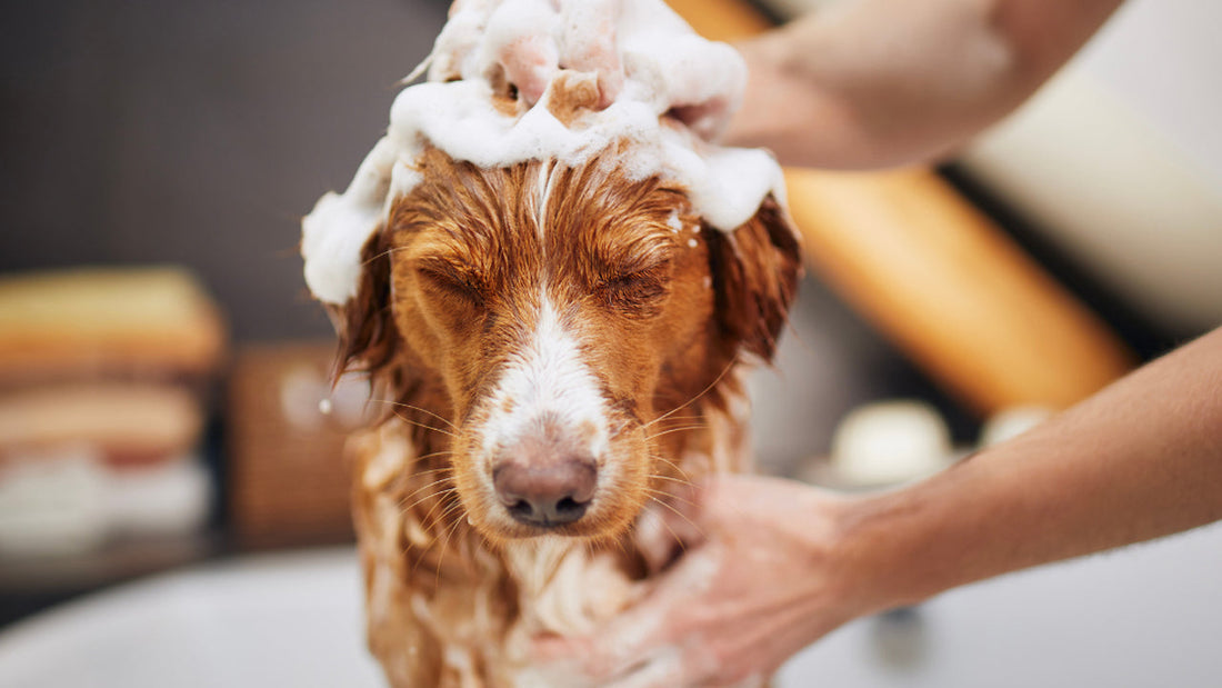 5 Grooming Tips for Pets